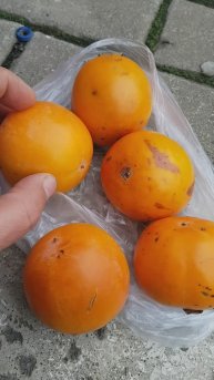 251115 В Орле похолодало Предзимье Хурма, что вяжет рот Бывшая столовая часового завода город Орёл