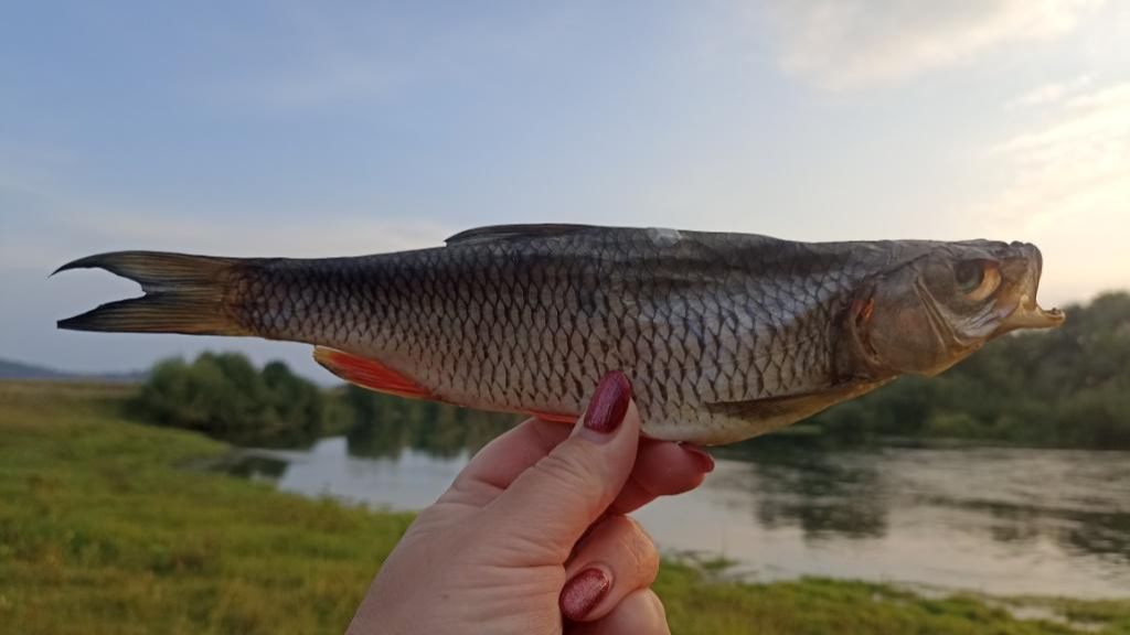 Самый вкусный вяленый голавль