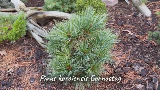 Pinus koraiensis Gornostay