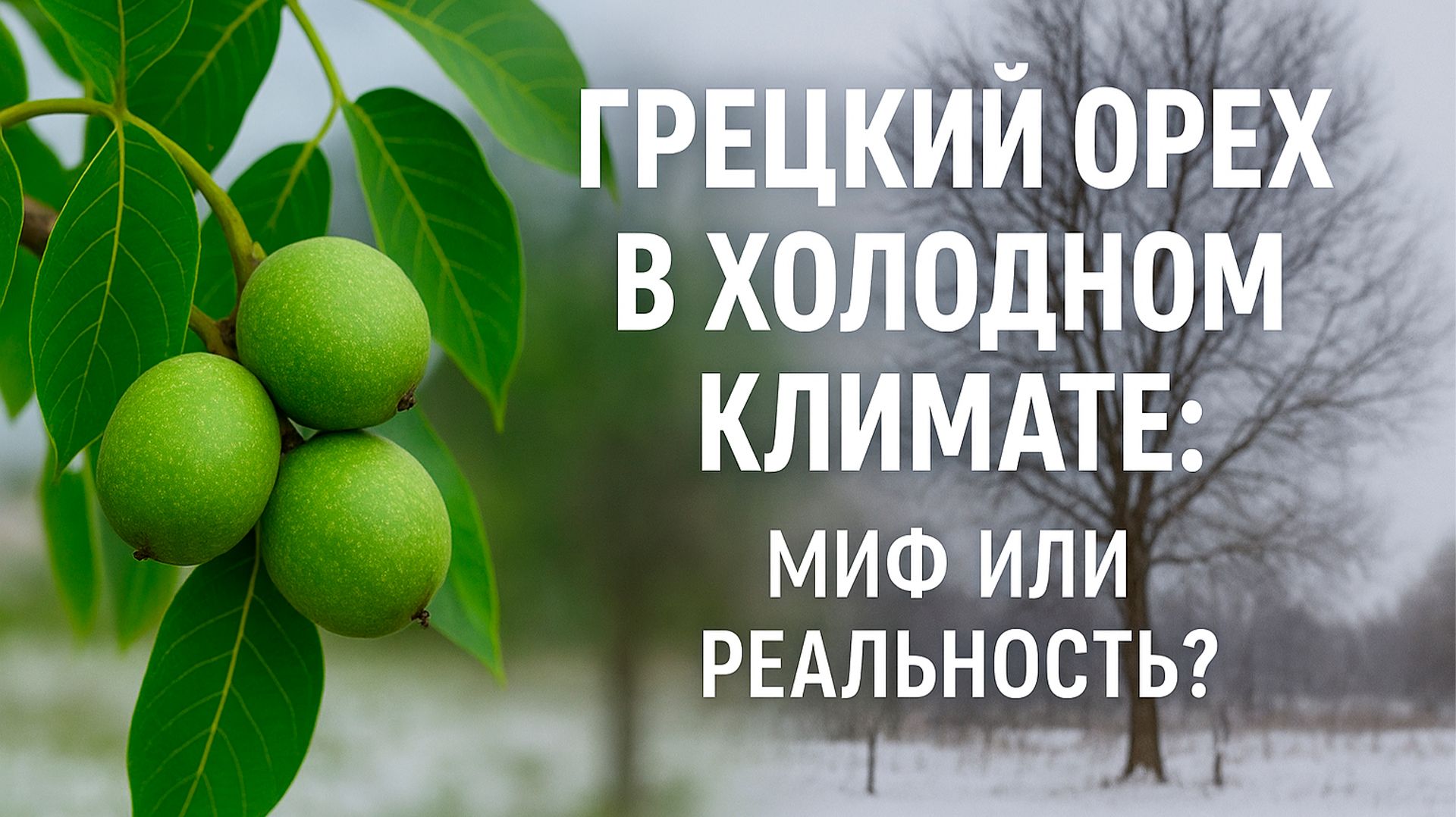 Грецкий орех в холодном климате: миф или реальность?