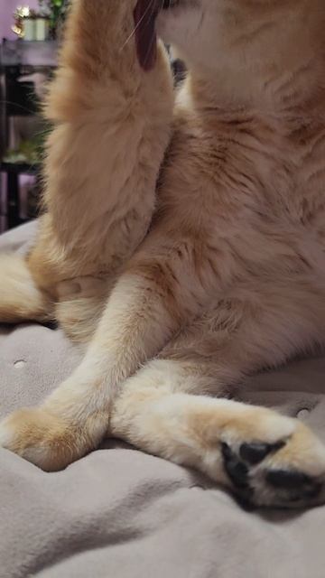 мой любимый кот