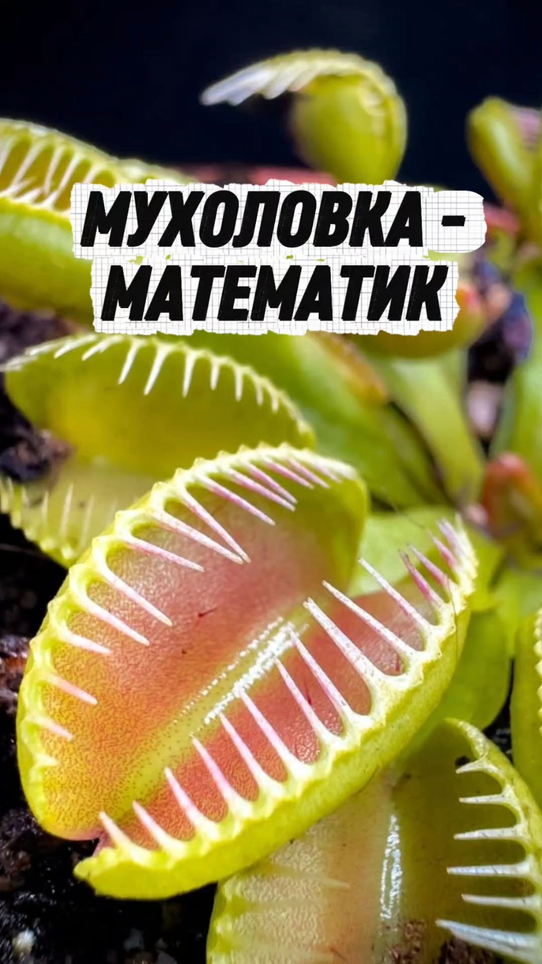 🤓😈Растение, которое умеет считать и охотиться