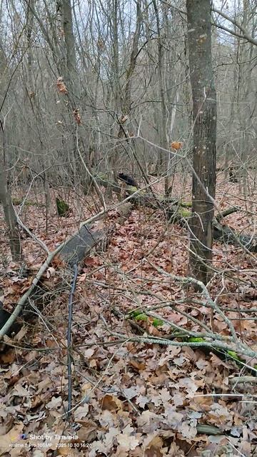 15-11-2025.. однажды..в лесу..