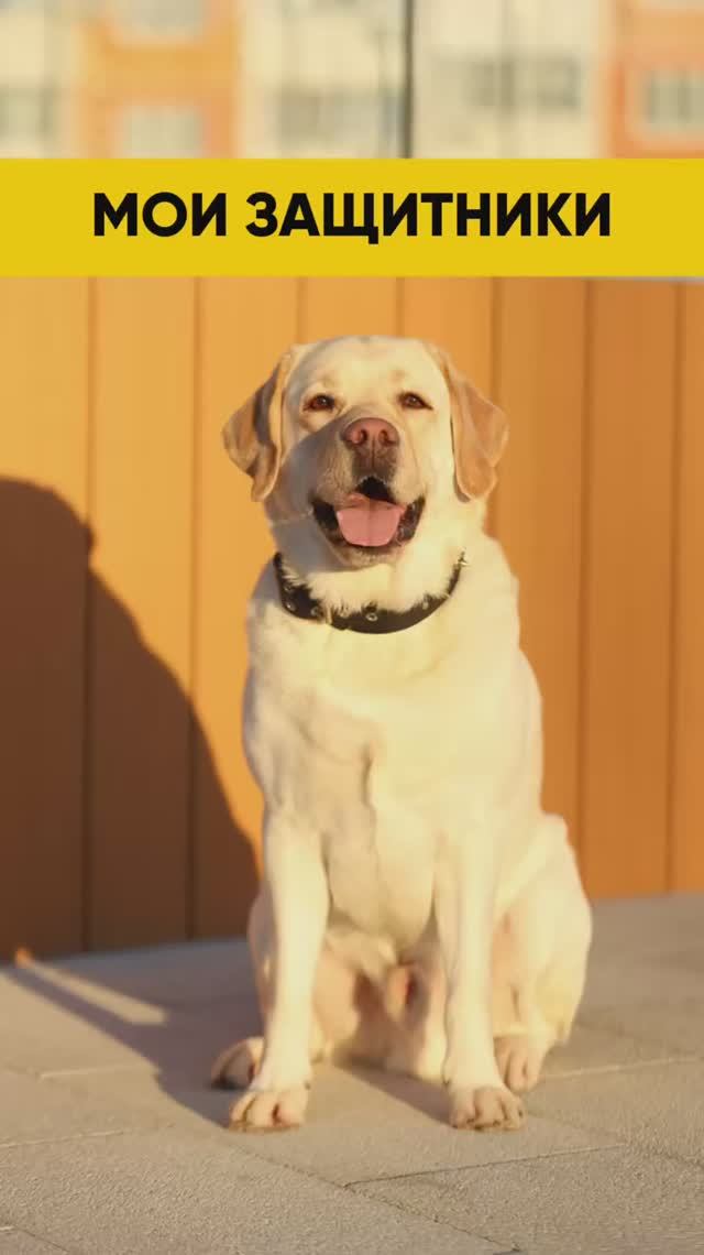 Ищи ссылку тут