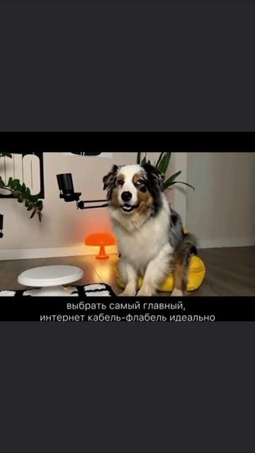 Топ-5 способов максимально достать своего хозяина