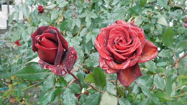 14=11=2025  ник  ПВН   наб   (89)