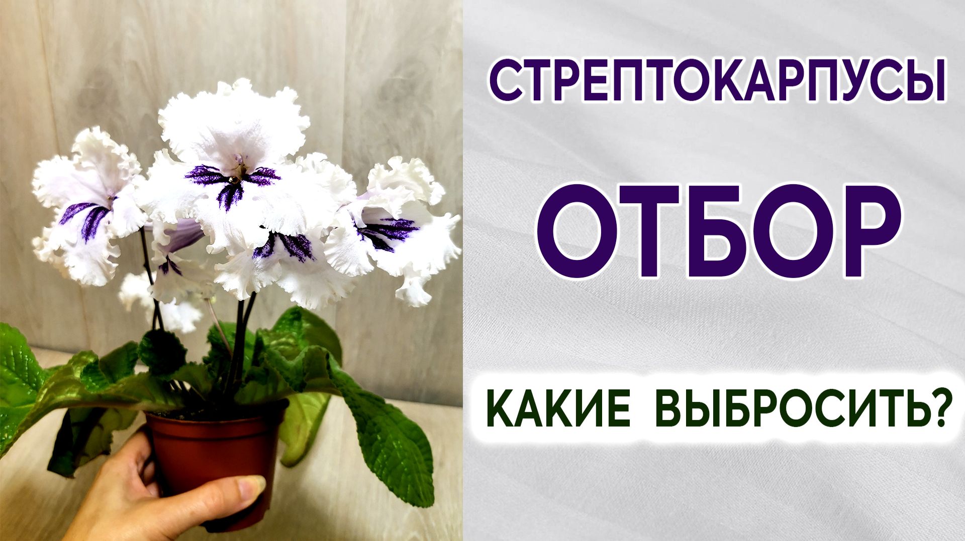 Отбор стрептокарпусов. Какие выбросить? Комнатные цветы. Обзор сеянцев.