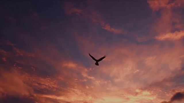 УЛЕТАЛИ ПТИЦЫ ЗА ГРАНИЦУ