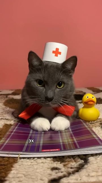 КОТИКИ В ПСИХУШКЕ