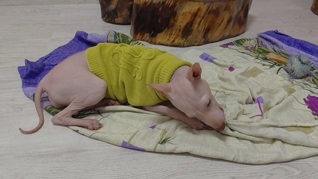 Зубки чешутся!