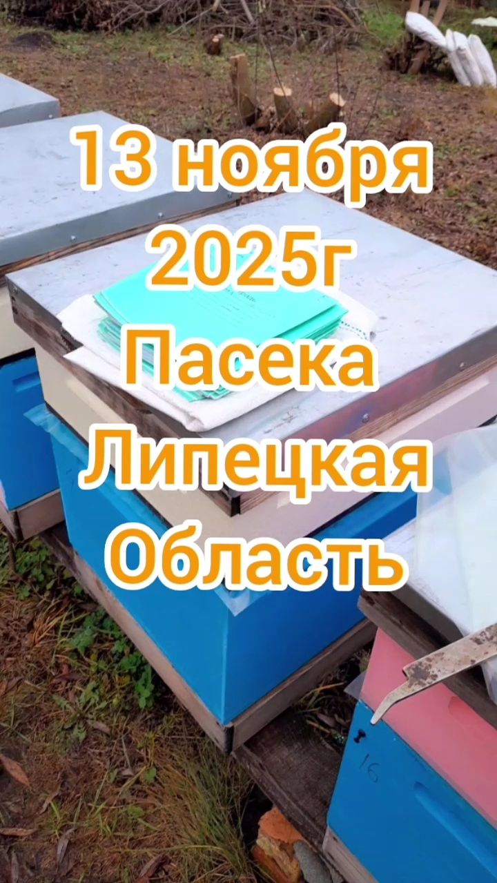 13 ноября 2025г. пасека Липецкая область