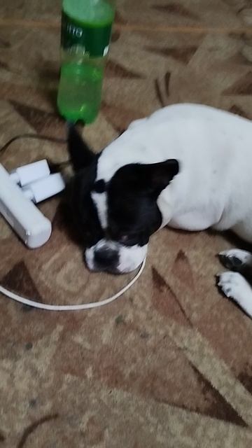 спит хропит