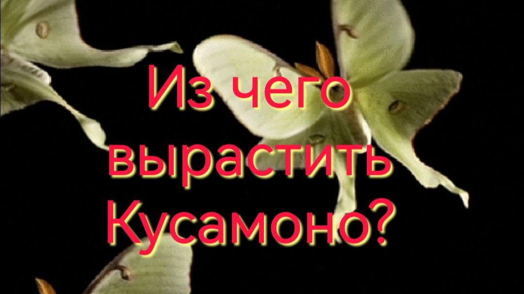 Как вырастить Кусамоно?