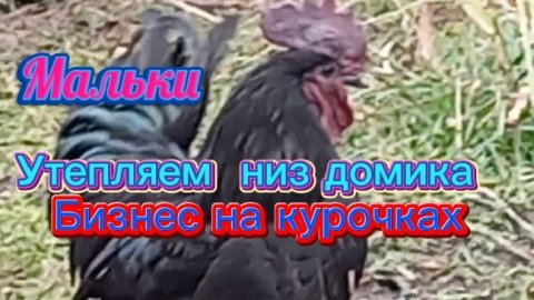 Бизнес на курочках. Мальки. Утепляем низ домика.