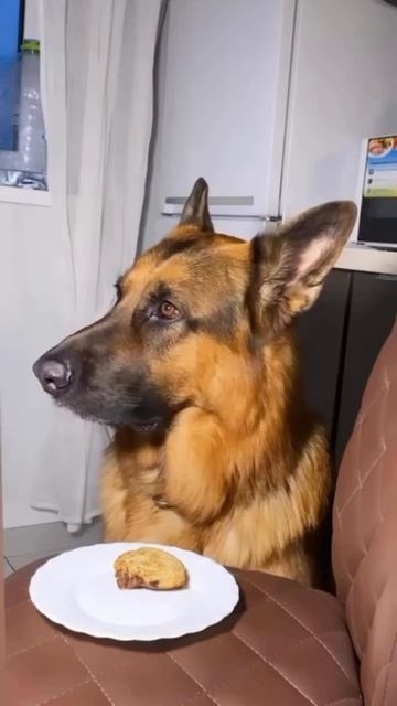 Видео , которое завирусилось..😍