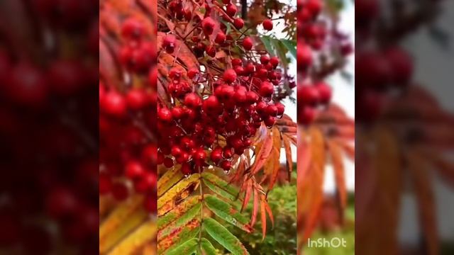 Песня ТЫ ИЗБРАНА