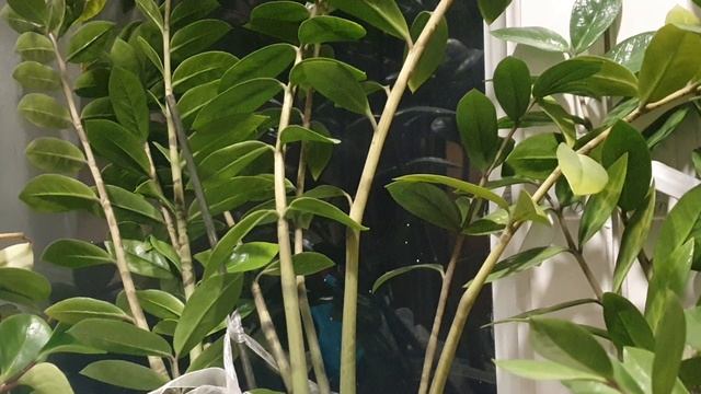 Дивлюсь я на небо...