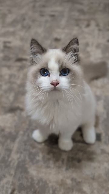 Котята породы рэгдолл