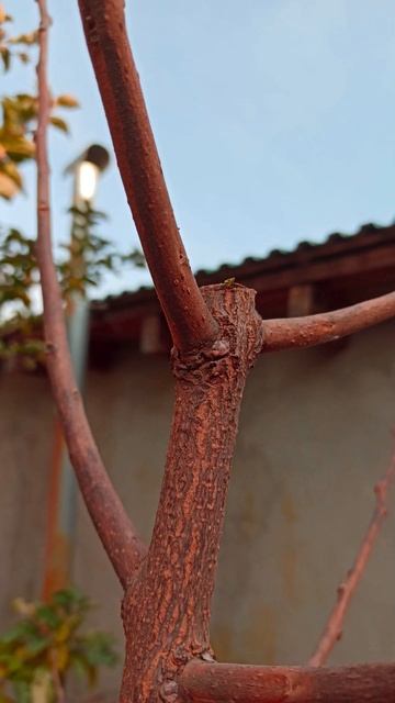 ОБРЕЗКА ХУРМЫ ВОЛЧКИ