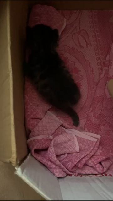 VID-20221010-WA0000.mp4