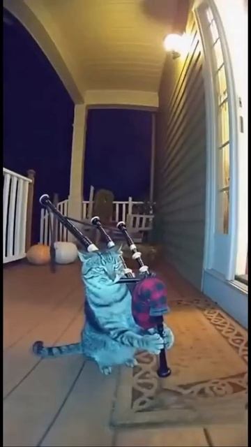 Кот музыкант --горе в семье 😂😂😂