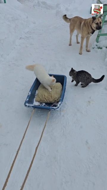 Настюня оседлала коня и встретила в пути Амазонку Пусю 🌞🐎😻❤️😻