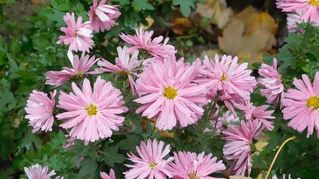 14=11=2025  ник  ПВН   наб   (99)