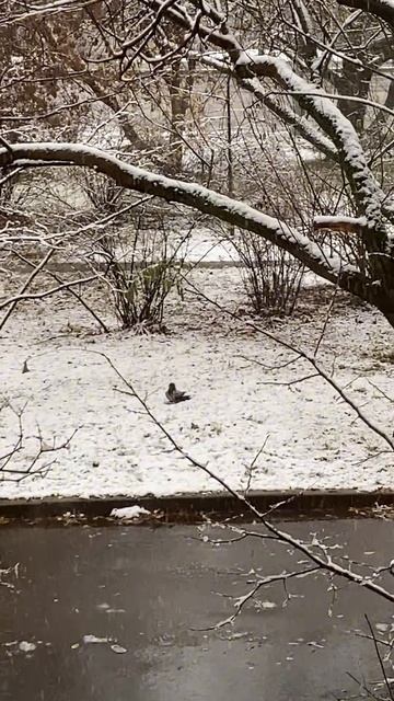 Взгляд из окна. Ворона рада первому снегу.