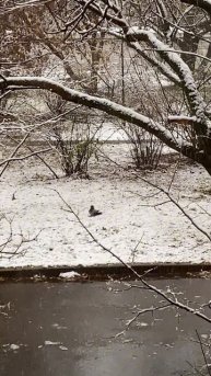Взгляд из окна. Ворона рада первому снегу.