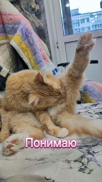 Цитаты кота Рони