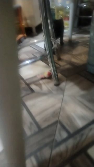 У нас появилось кошка Багира