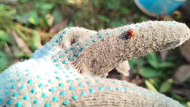 Божья коровка