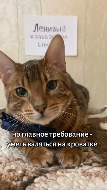 СОБЕСЕДОВАНИЕ КОТИКОВ