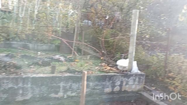 ✅15.11.25.выкопала молодую картошку, вскопала ещё одну террасу.