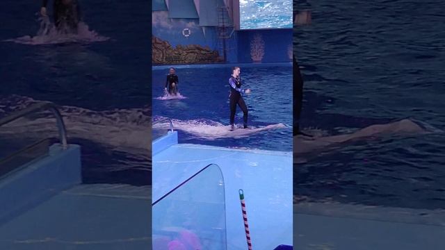 белухи зажигают 🦈