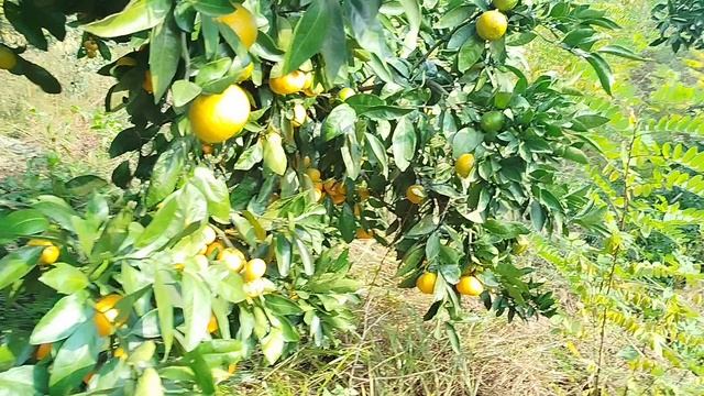 мандариновый сад в лесу