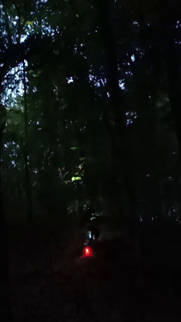Тёмный лес и мотоцикл