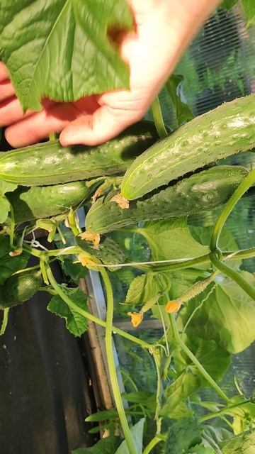 Мало кто знает что только ЭТИ 2 ОГУРЦА посажу в 2026 году, хрустящие, не горчат и не болеют