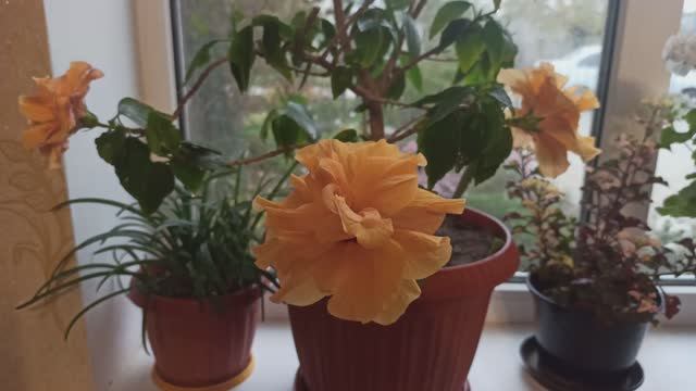 Комнатные растения и их черенки.