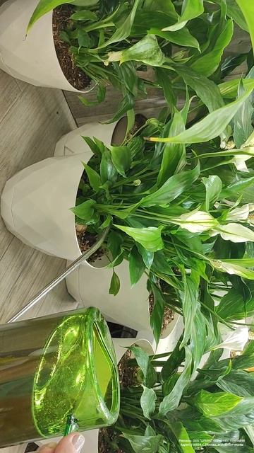 Волшебный Эликсир для СПАТИФИЛЛУМА, налей и даже слабый цветок вмиг зацветет, эффективно