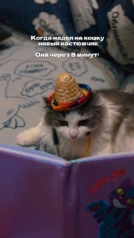 КОШКА НЕНАВИДИТ НАС