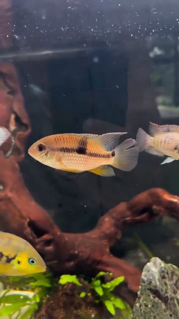 Совсем молодые Акары мета (Aequidens metae)