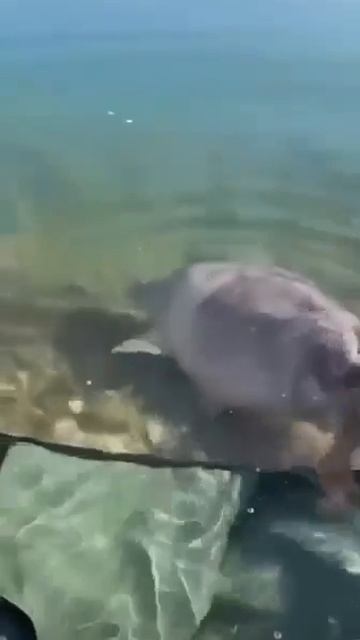 Клип @zatropheem