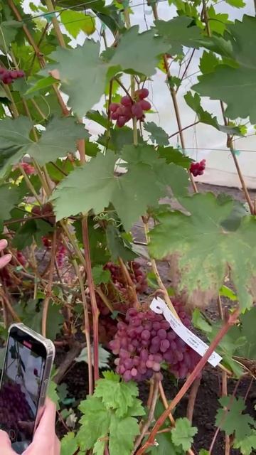 Сорт Велес🍇