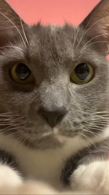 ФЕДЕРИКО КОТИННИ