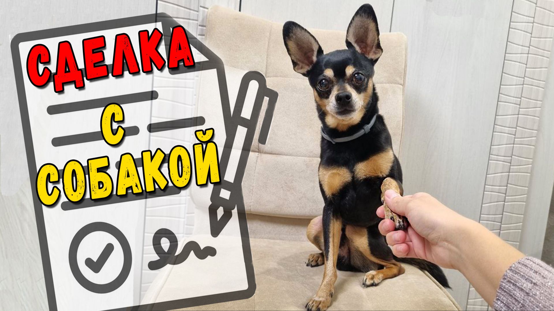 Как договориться со своей собакой или вымогательство русского тоя