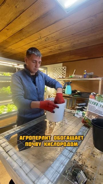 Грунт для рассады