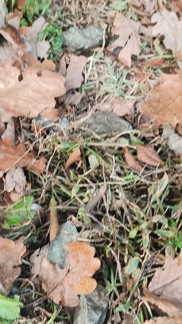 Ящерица и скала в Роза Хутор