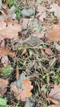 Ящерица и скала в Роза Хутор