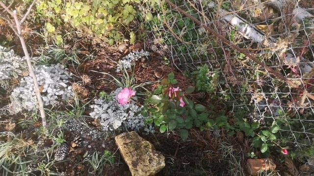 16.11.2025. А у нас цветы!